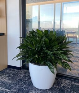 Medium aglaonema bush in a modern office, ideal for low light office plants.