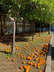 Row of citrus trees with ripe fruit on the ground.