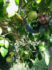 Indoor citrus trees producing ripe fruit among lush green leaves.