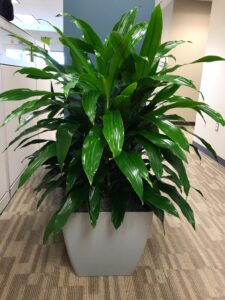Office planter featuring a Dracaena Janet Craig bush, popular among low light office plants.