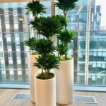 Janet Craig Compacta plant in a professional office interior with low to moderate light.