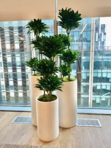 Janet Craig Compacta office plant in a contemporary workspace.