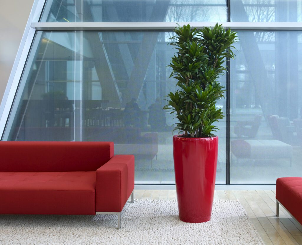 Tall Janet Craig Compacta tree in an office planter, a popular low light office plants choice.