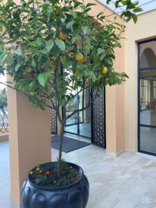 Potted Lemon Tree Corfu with ripening lemons, part of indoor citrus trees.