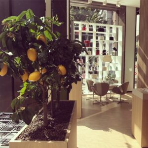 Potted lemon tree inside a retail space, showcasing indoor citrus trees.