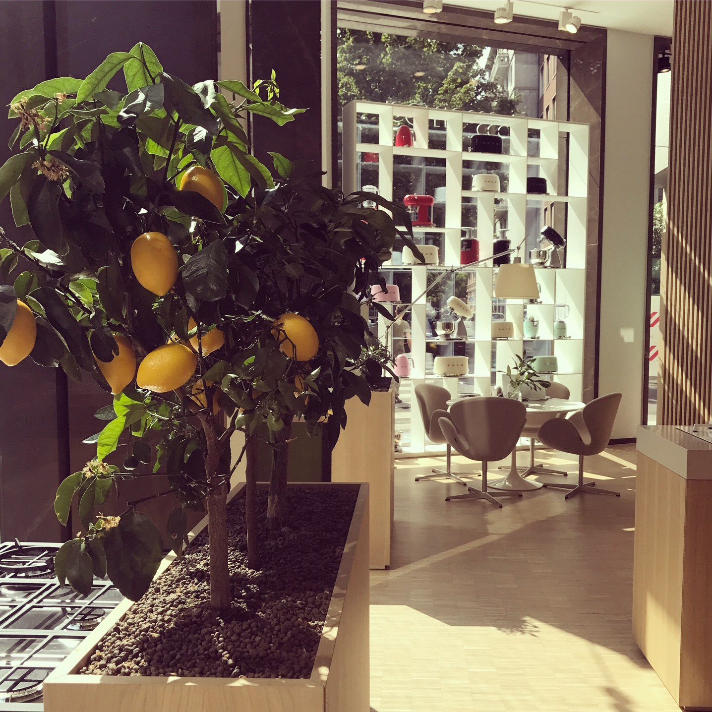 Potted lemon tree inside a retail space, showcasing indoor citrus trees.