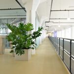Monstera plant used in a collaborative office space to enhance visual comfort and biophilic design.