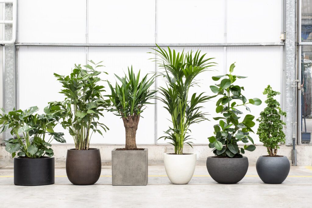 A lineup showing a variety of office plant options.