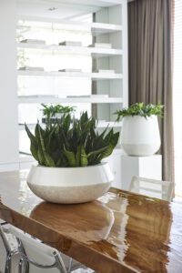 Workplace tabletop planter featuring sansevieria, popular among low light office plants.