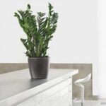 ZZ plant in a commercial office environment supporting a calm, low maintenance workspace.