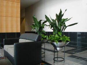 Office planter featuring aspidistra and pothos, popular low light office plants.