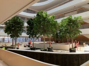 Trees positioned in the Hudson’s Detroit atrium during the acclimation phase prior to understory planting.