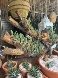Succulent plants and small cacti arranged in rustic wooden and terracotta planters in a natural indoor display.