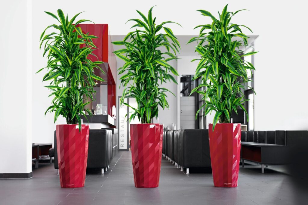 Dracaena canes installed in tall planters as structured tall indoor plants for an office interior.