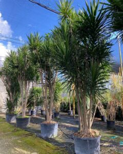Dracaena Tarzan grown in a nursery as a tall indoor plant ready for commercial installation.
