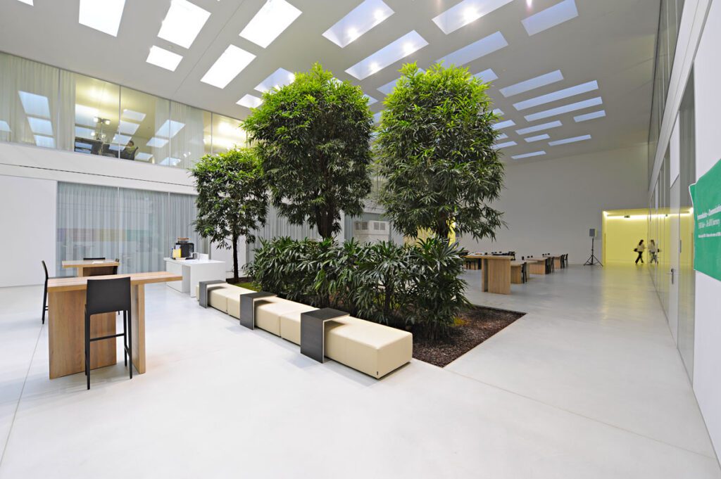 15-foot-tall Ficus Amstel King tree used as a tall indoor plant in a modern office interior.