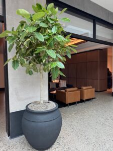 Ficus altissima ‘Yellow Gem’ featuring variegated green and yellow leaves in an office setting.
