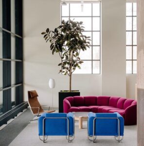 Ficus elastica Abidjan rubber tree used as a tall indoor plant in a modern office interior.
