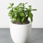 Succulent plants featuring a Jade Plant in a white pot with thick, glossy green leaves displayed indoors.