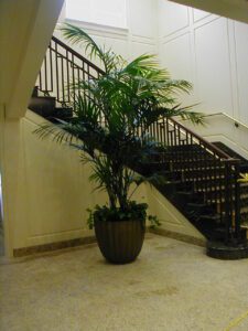Tall Kentia palm installed in a country club interior as a statement indoor plant.