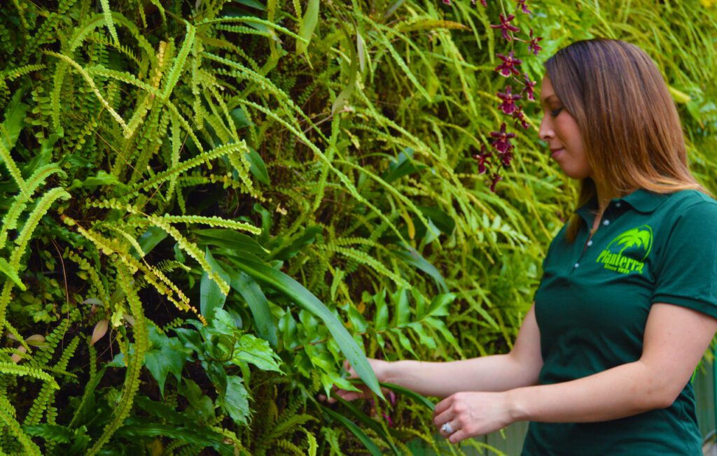 Woman inspecting plants on a lush living wall.