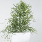 Succulent plants including a Pencil Cactus in a white pot with thin, upright green stems displayed indoors. 