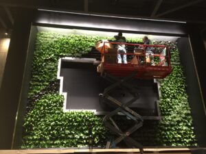 Workers performing maintenance on a large indoor living wall using a lift.