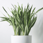 Succulent plants featuring a Sansevieria snake plant in a white pot with tall green leaves displayed indoors.