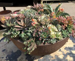 Colorful succulent plants arranged in a large rustic bowl planter outdoors in bright sunlight.