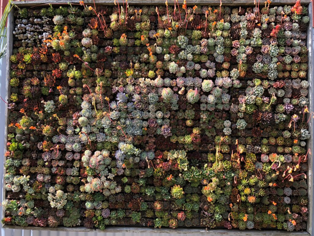 Succulent plants arranged in a dense living green wall display with a variety of colorful rosettes and textures.