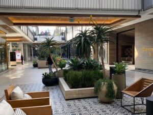 Succulent plants arranged in large modern planters inside a bright, open-air shopping center with seating and natural light.