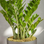Succulent plants including a Zamioculcas zamiifolia ZZ plant in a round pot with glossy green leaves indoors.