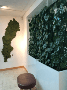 Indoor live wall with philodendron heartleaf plants in a planter along a hallway 