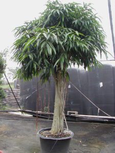 Ficus Alii nursery specimen with narrow leaves.