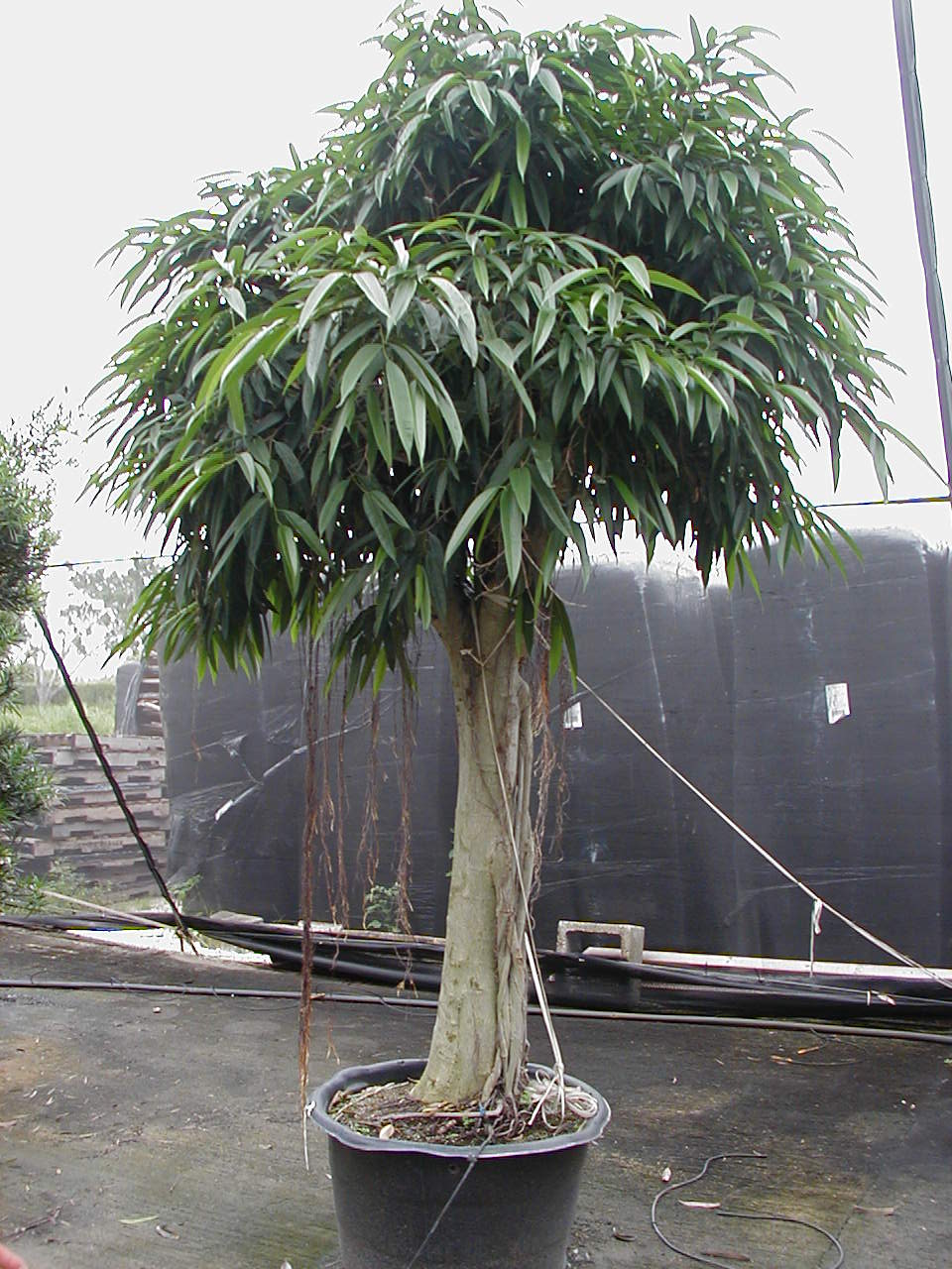 Planterra • What Is a Ficus Plant or Tree? A Complete Indoor Guide ...