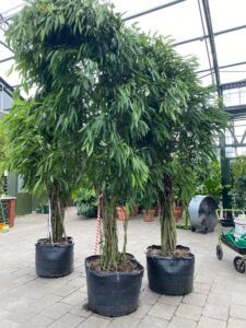 Ficus Amstel King collection featuring tall trees with narrow leaves and clean canopy structure.