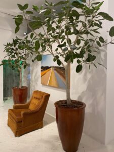 Ficus Audrey tree displayed indoors in a gallery setting.