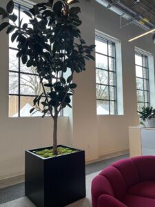 Ficus elastica rubber tree with glossy leaves in a bright interior space.