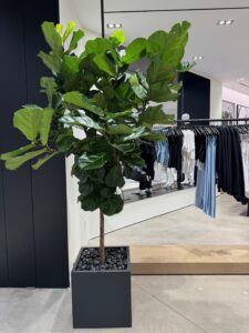 A Fiddle Leaf Fig with black poly pebbles in a retail setting.