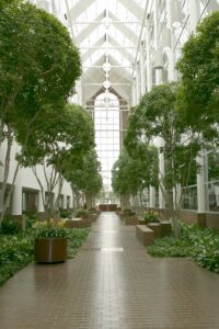 Ficus trees in an office interior setting.