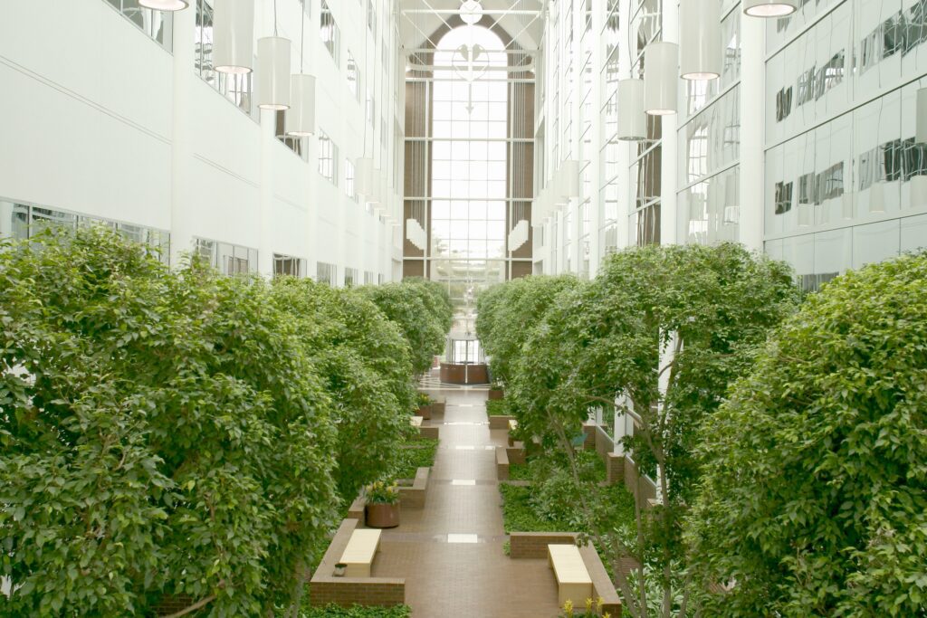 Mature ficus canopy in atrium, adding permanence and architectural presence indoors.