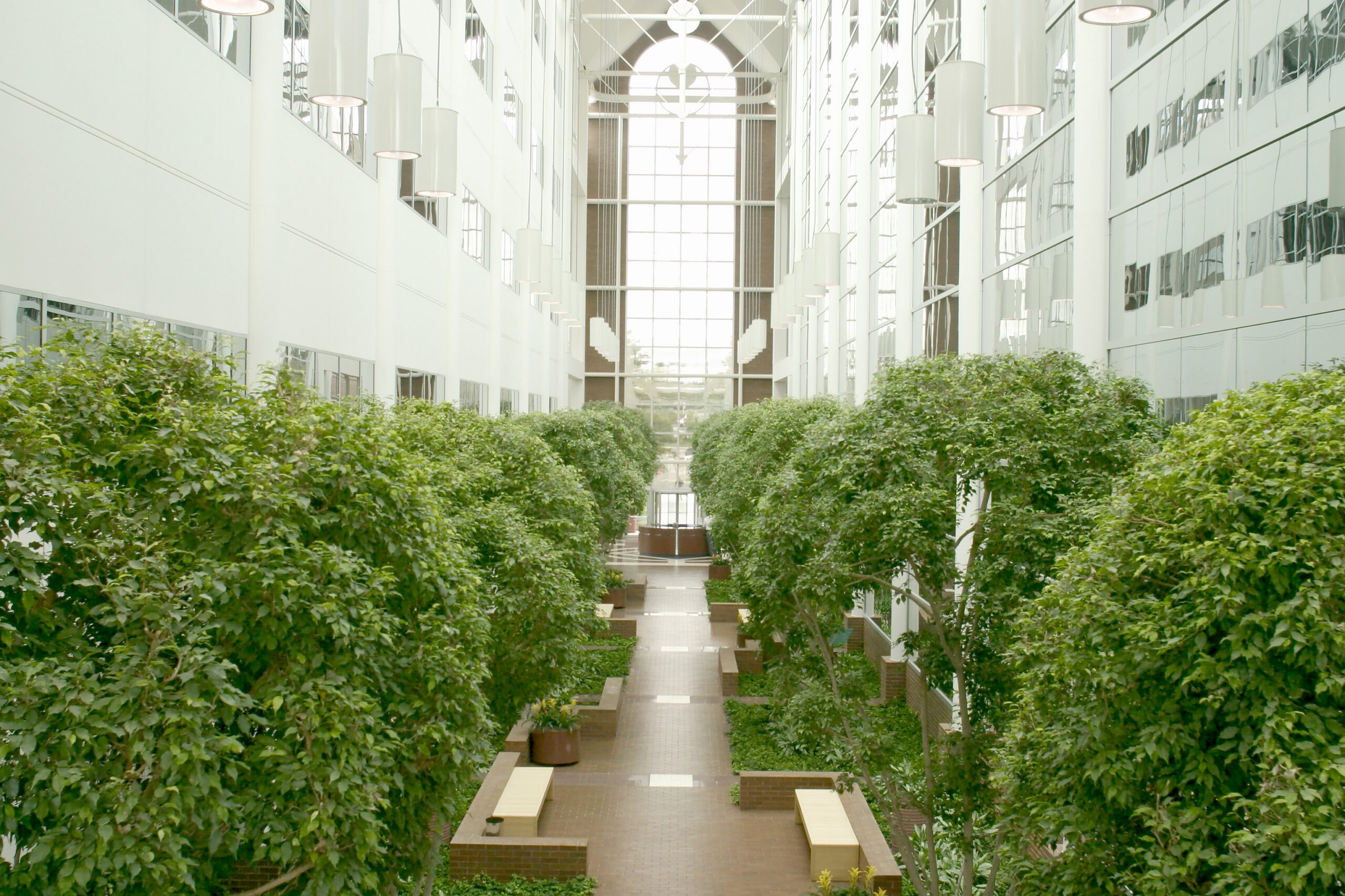 Mature ficus canopy in atrium, adding permanence and architectural presence indoors.