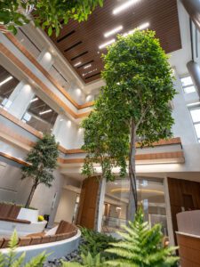Ficus tree in Parkview Cancer Center Healing Garden, creating a calming and natural environment indoors.