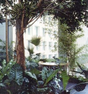 Specimen ficus with aerial roots growing indoors among lush tropical plants.