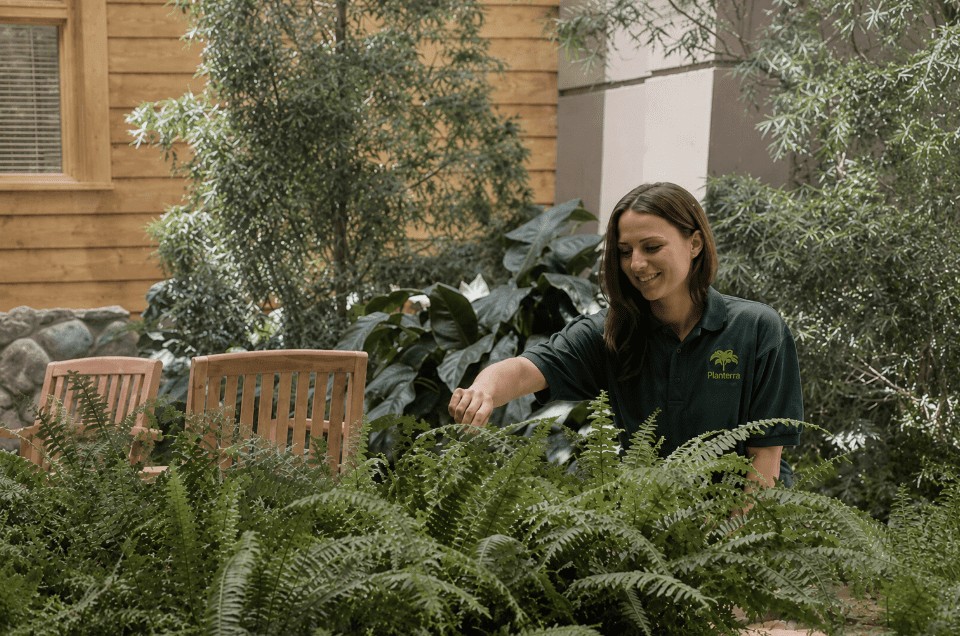 Professional plant care specialist maintaining lush greenery in a thoughtfully designed indoor environment. 