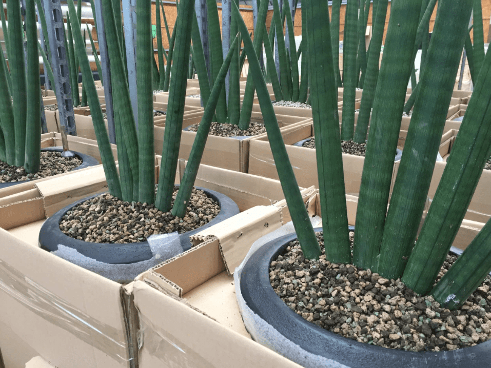 Snake plants in decorative planters arranged in shipping boxes during uniform plant preparation.