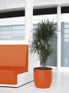 Dracaena marginata standard plant in an orange planter displayed in a modern office setting. 