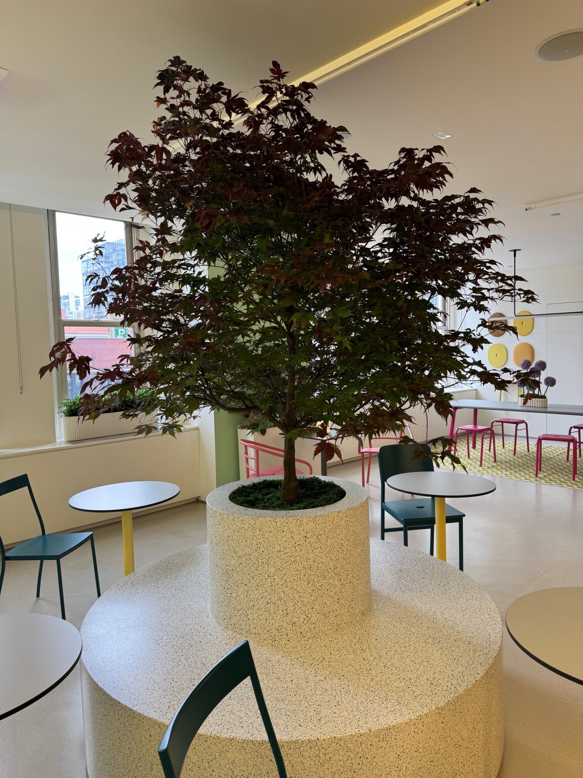 Japanese maple tree display indoors at NeoCon trade show exhibition space