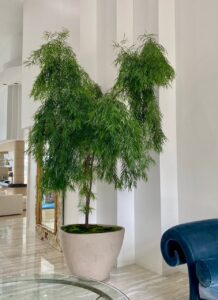 Weeping Podocarpus in NeoCon showroom display