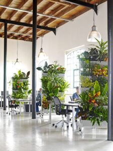 Mobile plant screens with live greenery dividing office cubicle workstations